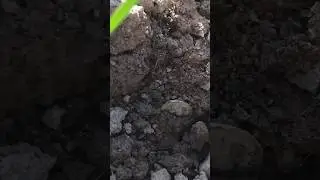 😇 #hobby #italy #metaldetecting #metaldetector #minelab #digging #nokta #dig #coin #naturelovers