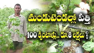 Cotton rate Rs. 11 thousand above | 12 quintals per acre | Cotton farming in summer | M Venkateswarlu