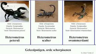 Geleedpotigen, orde schorpioenen heterometrus scorpion indus arthropoda zwarte cyaneus bengalensis