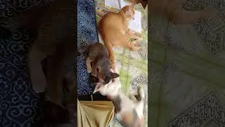 #catlovers #cat #kucingbelangtiga #kucingdomestik #kucing #animals #anabul #anabulkesayangan