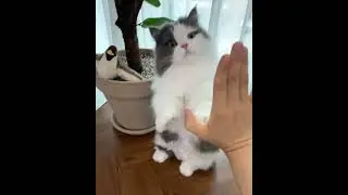 cat giving high five