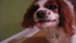 Dog eating Ketchup! (full length version)