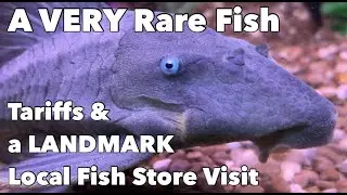 Let's Visit a *LANDMARK* Local Fish Store!