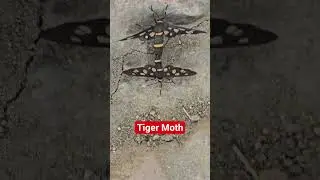 Tiger Moth mating