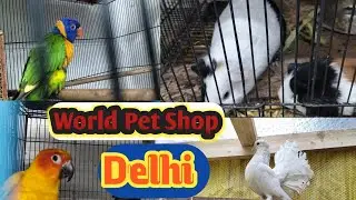 Wold pet shop in Delhi 🦜यहां सभी प्रकार के पक्षी और पालतू जानवर उपलब्ध हैं | For Sale all type pets