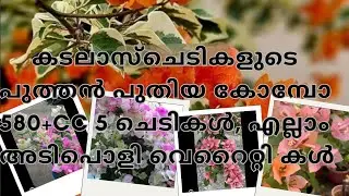 കടലാസ് ചെടികളുടെ പുതിയ കോമ്പോ, 580+cc 5 ചെടികൾ 