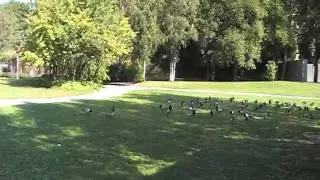 MOV1AB
