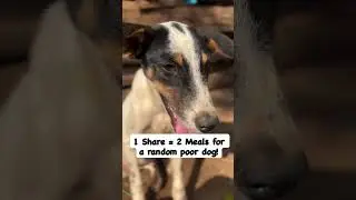 sanctuary Can you please help my dog get daily meals!!#holland #amsterdam #dutch #europe #germany