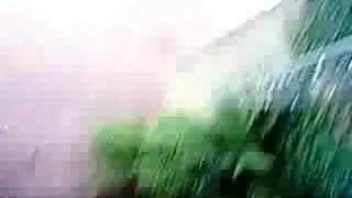 safety stan the dog