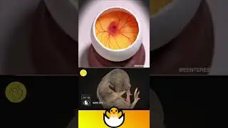 El espectacular😱 NACIMIENTO 🐣 de un POLLITO🐤 | (un PROCESO asombroso)