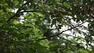 Speckled Piculet, Coorg
