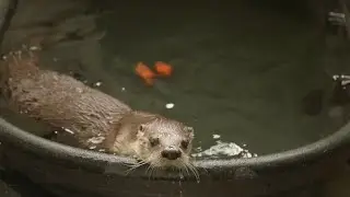 Caring for Cute Critters!