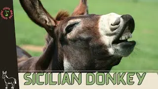 Sicilian Donkey (Equus africanus asinus): Majestic Beauty of Italy's Isles