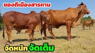 ของดีเมืองสารคาม วัวงามจัดหนักจัดเต็ม คอกพ่อสิทธิ์ | 1 ก.พ.69 