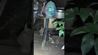 Raccoon uses flop attack on opossum! | #wildlifecam on #Twitch