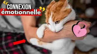 10 signes que votre chat est &Eacute;MOTIONNELLEMENT attach&eacute; &agrave; vous