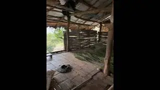 Rest Hut at Akha farm land #akha #hilltribe #villagelife #farming #adventure #village #mission