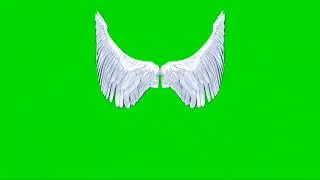 green screen project angel /wings video effect