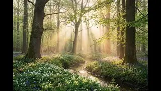 Forest Nature Sounds I Birds in the forest I 1 hour relaxing
