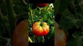 What has a red coat and often gets squished? 🍅🤔
