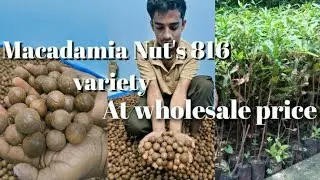 Macadamia Nut's 816 top Variety available || New Macadamia Nut's available || Ahmed Nursery