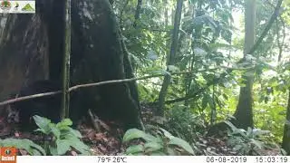 Foraging Sun bear (Helarctos malayanus)