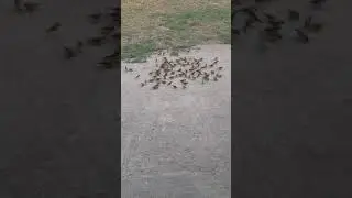 This is how innocent save their live