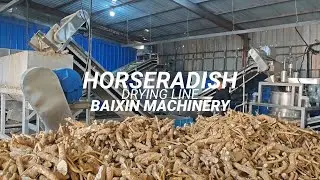 horseradish drying production line
