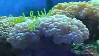 Pearl Bubble Coral