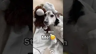 Stay with me! 🥹🐾🐶💜 #cutedog #cutedogshorts