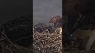🦅 Milestone Moment: Osprey Chick Takes First Bite! Growth Unveiled #nature #wildlife
