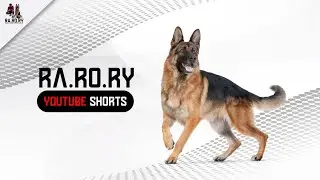 True love | Wagging tail shows the purity of love | #shorts #feeding #dog