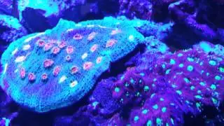 War coral losing to chalice