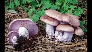 🍄SETAS COMESTIBLES en AGOSTO