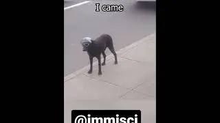 praise the lord (doggos version)