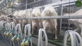 Wonderful Goat Farm with Modern Technology Farming with Modern High-Tech and Livestock Equipment