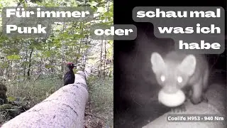 F&uuml;r immer Punk oder schau mal was ich habe - Coolife H953 - Wildkamera