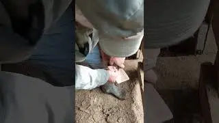 Poniendo naricera de madera para destetar