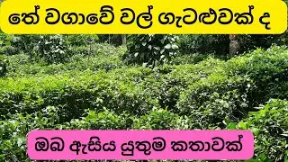 තේ වගාවේ වල් පාලනය ප්&zwj;රශ්නයක් ද ? easy way of weed control of Tea |Farmer experience | Episode-01
