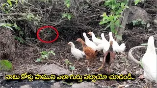 how Hens noises sound when they seen Snake || Village Mirchi