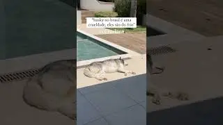 HUSKY PODE MORAR NO BRASIL?