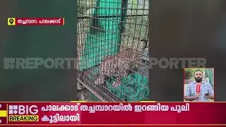 പാലക്കാട് തച്ചമ്പാറയില്‍ ഇറങ്ങിയ പുലി വനംവകുപ്പിന്റെ കൂട്ടിലായി| Palakkad