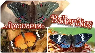 Indian Butterfly/Photos