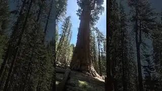 Sequoia park hills