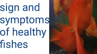 how to know if aquarium fish is healthy or not? || Sign of healthy fishes