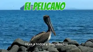 El PELICANO, El Guardi&aacute;n de la Bah&iacute;a  🦢✨🏞️