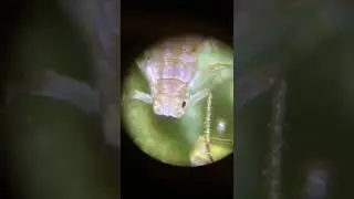 Aphid through Microscope