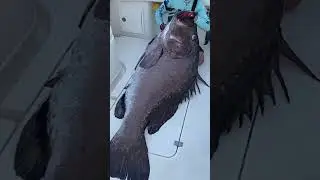 They Pulled a DINOSAUR From the Deep! 🦖 MONSTER Grouper Landed! 🎣