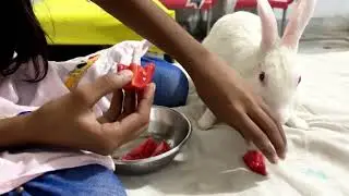 Baby Bunny 🐇 Screaming 😱