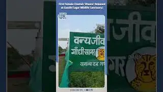 First Female Cheetah &lsquo;Dheera&rsquo; Arrives at Gandhi Sagar Wildlife Sanctuary | GandhiSagar |